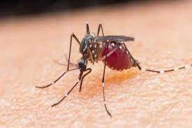 Dengue is a dangerous disease in Pakistan