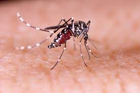 Dengue fever Caution is essential